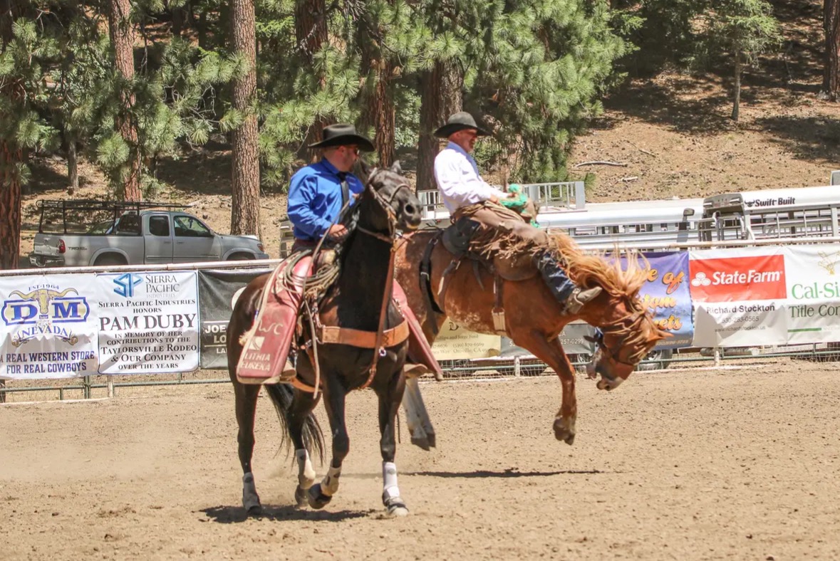 Bronc rider in full action